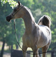 Meet the Majestic Mares of Al Ameera Stud: The Heart of Our Arabian Horse Legacy