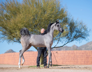Arabian Horses for Sale in Illinois | Buy Premium Arabian Horses from Al Ameera Stud