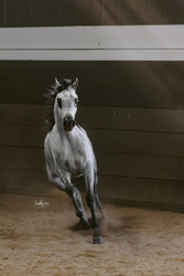 Looking for Arabian Horses in Jacksonville? Discover Why Buyers Trust Al Ameera