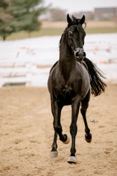 Arabian Horses for Sale in Indonesia | Al Ameera Stud