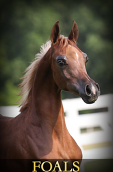 Raising Arabian Foals: Essential Tips and Best Practices