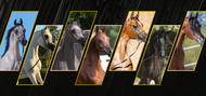 The Best Age to Buy an Arabian Foal: When to Invest in Royal Arabian Horses