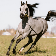 Arabian Horses for Sale in Germany 