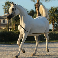 Royal Arabian Horses for Sale in Qatar | Premium Bloodlines and Heritage