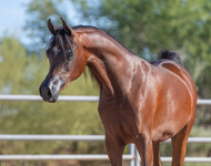 Invest in Royal Arabian Horses for Sale | High-Quality Pedigree & International Reach