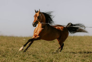 Arabian Horses for Sale in Belgium | Al Ameera Stud