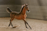 Arabian Horses for Sale in Italy | Buy Elite Arabian Horses