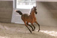 Arabian Horses for Sale in Kuwait | Premium Arabian Horses | 