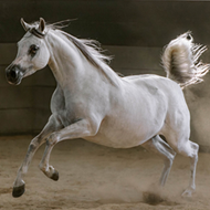 Al Ameera Arabian Horse Stud: Discover Exceptional Arabian Horses in Arizona 