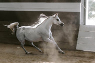 Arabian Horses for Sale in Jordan 