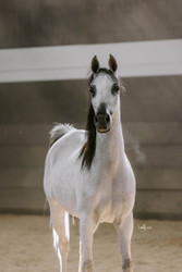 Arabian Horses for Sale in Palestine 