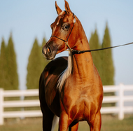 Certified Arabian Horses | Al Ameera Stud’s Commitment to Quality
