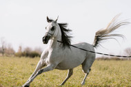 Arabian Horses for Sale in Egypt 