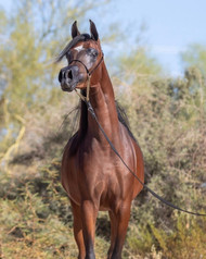 Arabian Horses for Sale in France 