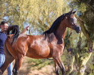 Arabian Horses for Sale in Brazil 