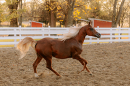 Key Qualities for Buying Royal Arabian Horses | Al Ameera Stud