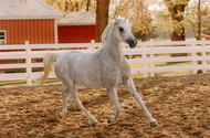 Legacy of Arabian Horse Studs: Excellence & Royal Heritage