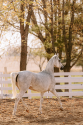 Expert Breeding at Al Ameera Stud: Royal Arabian Horses for Sale