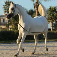 Timeless Elegance: Royal Arabian Horse Conformation at Al Ameera Stud