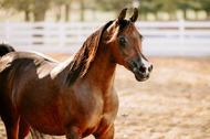 The Unique Bond with Royal Arabian Horses at Al Ameera Stud