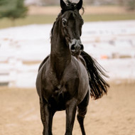 Racing to Victory: My Unforgettable Ride on an Al Ameera Arabian Stud