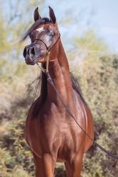 What to Expect at the Scottsdale Arabian Horse Show 2025 | Arabian Horses in USA