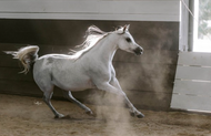 Top Reasons to Visit the Scottsdale Arabian Horse Show 2025 | Arabian Horses in USA