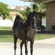 Arabian Horses in Florida 