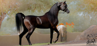 Arabian Horses for Sale in Las Vegas