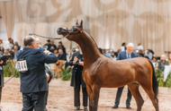 SVB Calais Wins Gold Yearling Colt Title | Global Champions Arabian Tour Las Vegas 2025