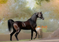 Arabian Horses for Sale in Texas | Al Ameera Stud