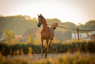 Arabian Horses in Indonesia | Al Ameera Stud