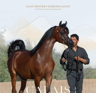 SVB Calais Crowned Gold Champion at GCAT Scottsdale 2025 – The Journey Begins