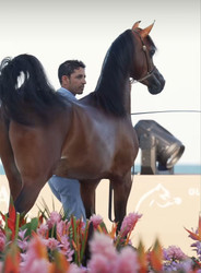 GCAT Scottsdale 2025 – The Grand Debut of a Global Arabian Horse Showcase