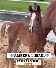 Ameera Lujain – The Shining New Jewel of Al Ameera Stud