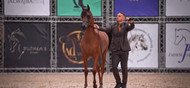 Dutch Arabian Masters 2025 – A Showcase of Global Arabian Excellence
