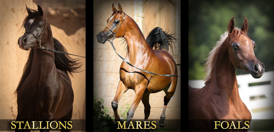 arabian horses for sale, mares, stallions, foals, 
