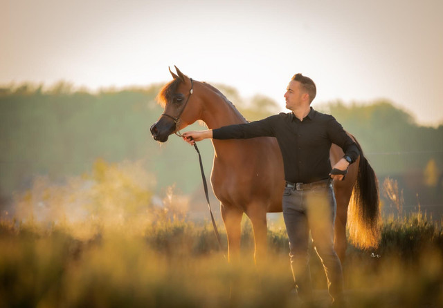 Arabian Horses for Sale in Arizona