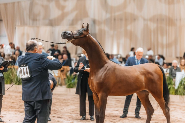 Arabian Horses for Sale in North Carolina