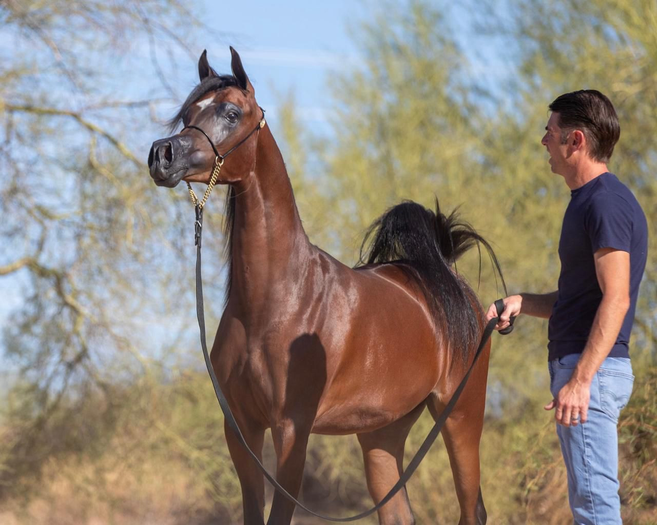 Arabian Horses in Colorado