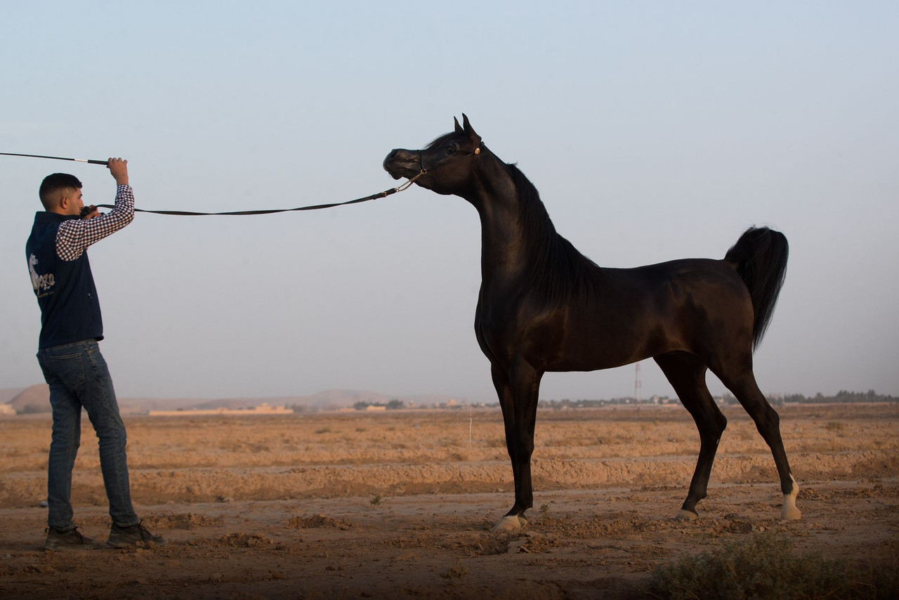Arabian Horses in New York