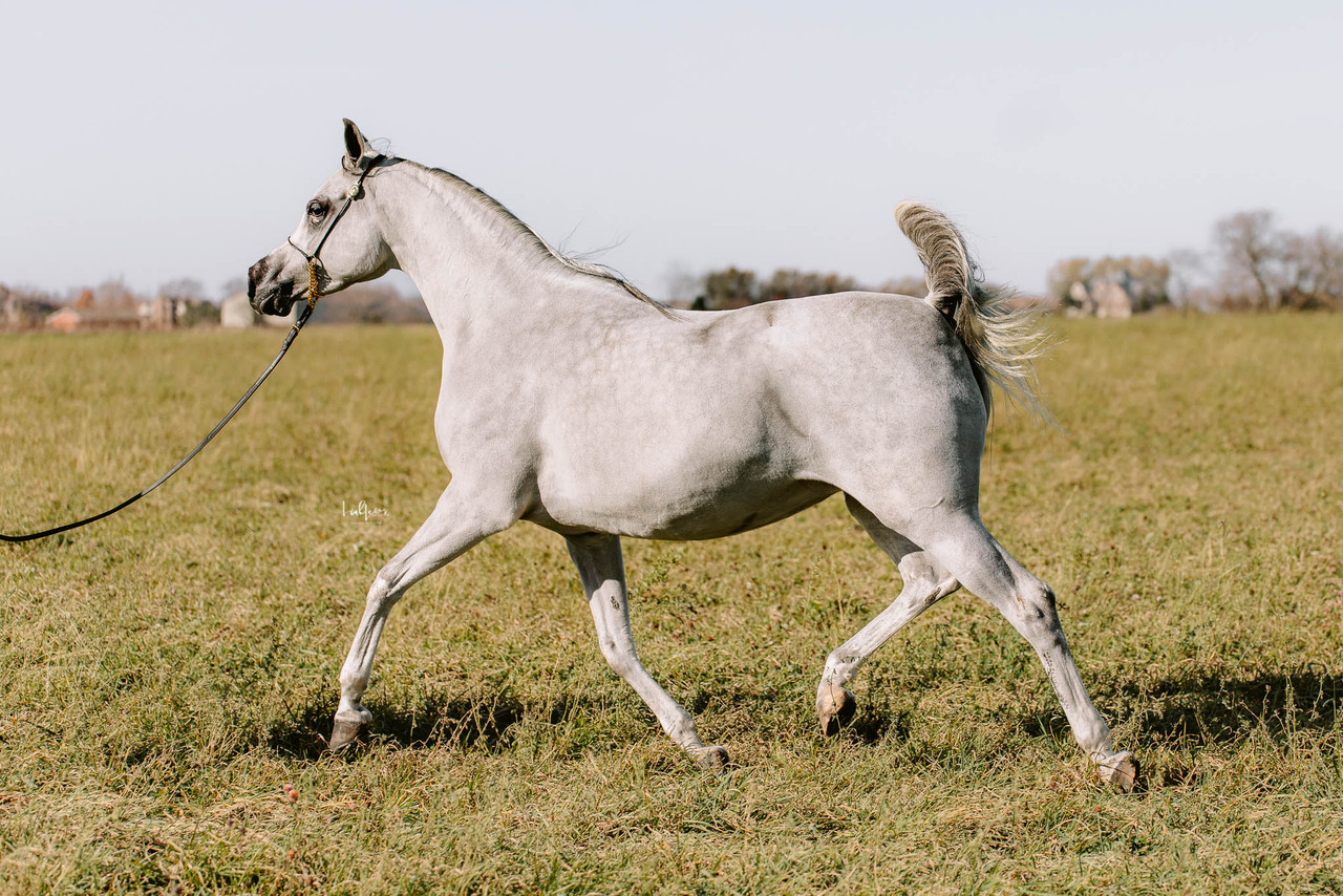  Arabian Horses in Belgium | Al Ameera Stud