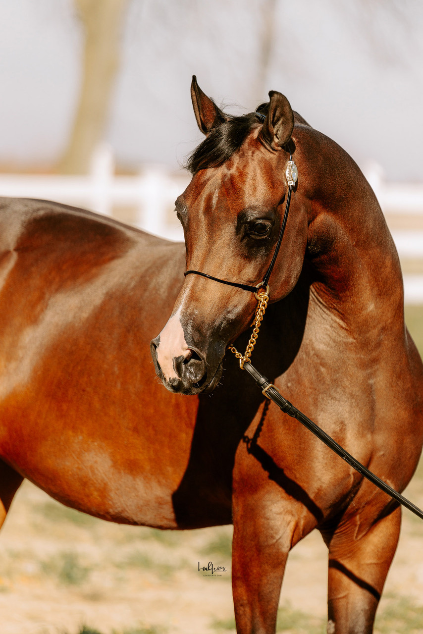 Arabian Horses in Italy | Al Ameera Stud