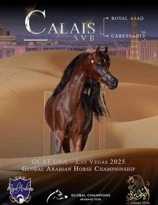 SVB Calais at Global Champions Arabian Tour Las Vegas 2025 
