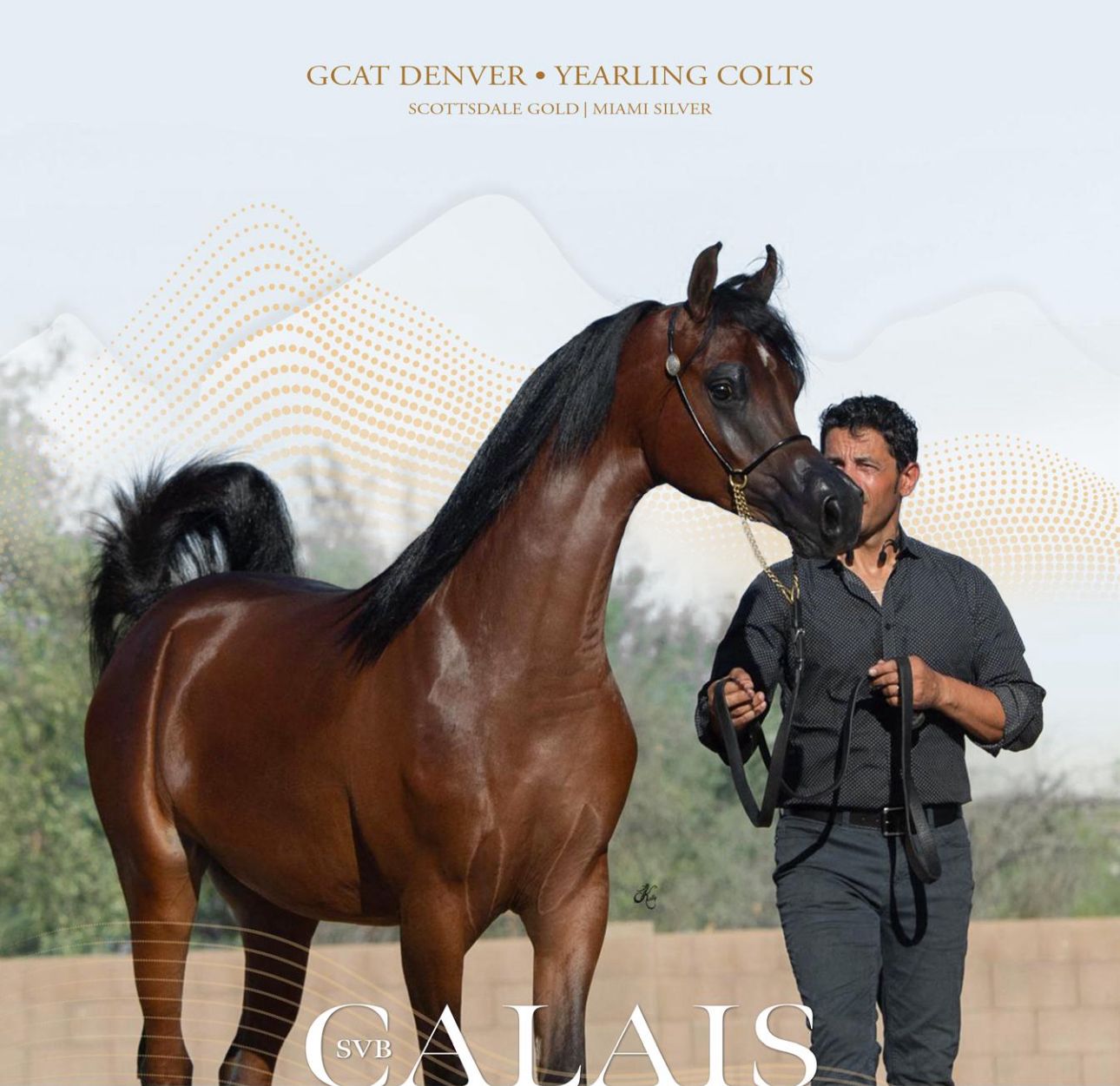 SVB Calais Crowned Gold Champion at GCAT Scottsdale 2025 – The Journey Begins