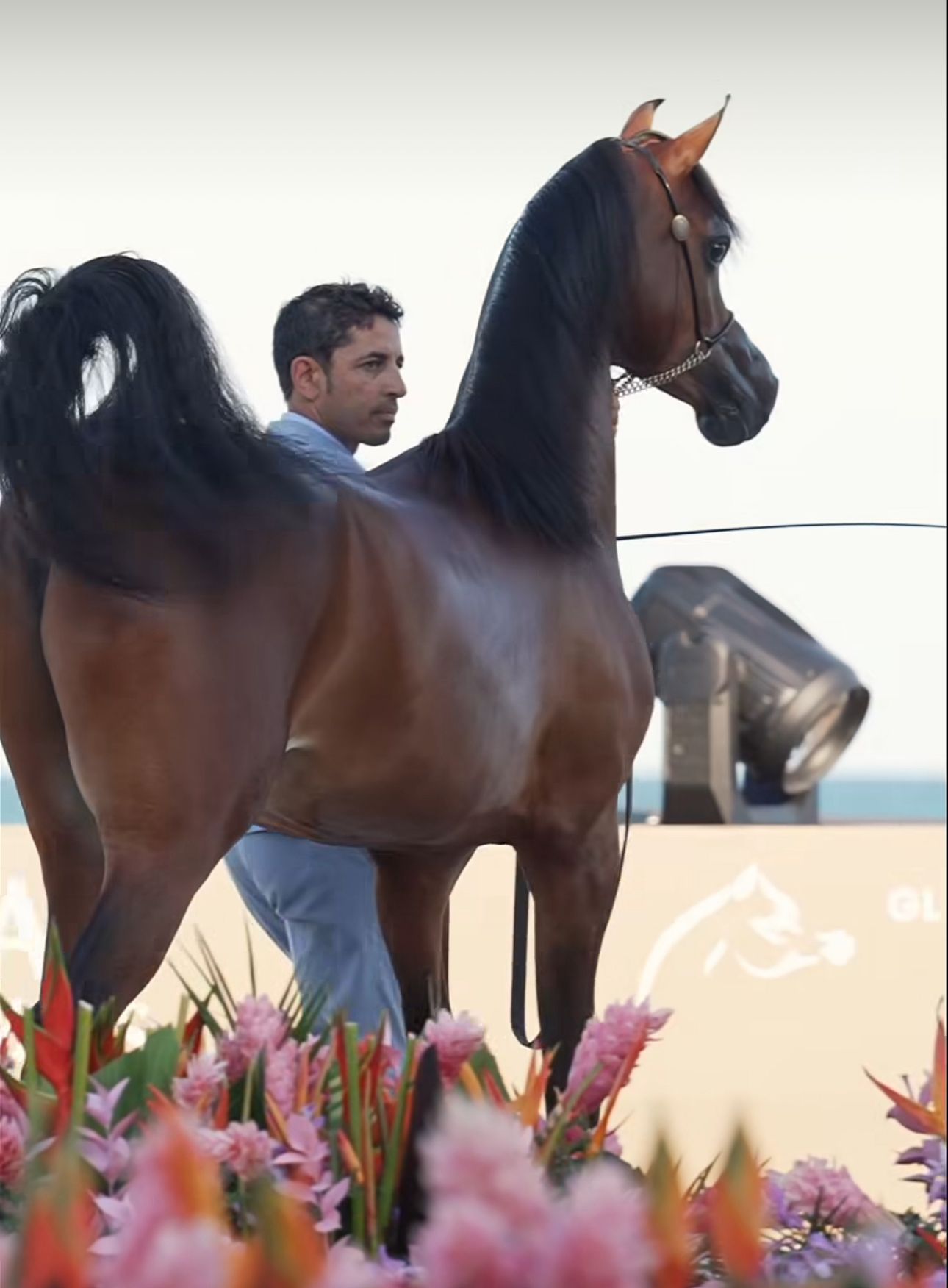 GCAT Scottsdale 2025 – The Grand Debut of a Global Arabian Horse Showcase