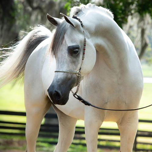 arabian horse for sale arabian horse for sale