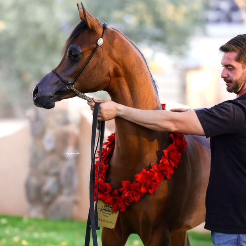 arabian horse in usa arabian horse in usa