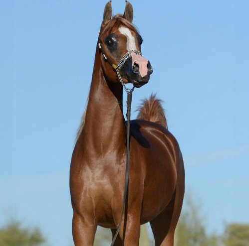 arabian horse pedigree arabian horse pedigree