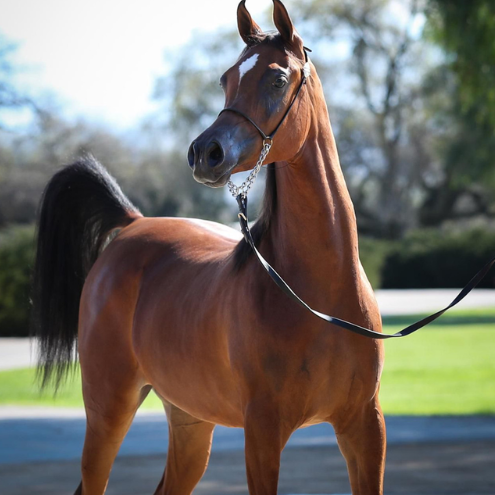 arabian horse usa arabian horse usa